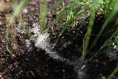 the grass is starting to grow in the dirt