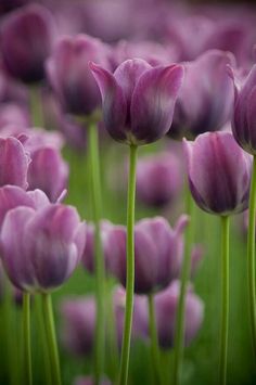 purple tulips are blooming in the field with green stems and long stalks