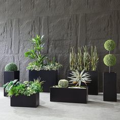 there are many different plants in black containers