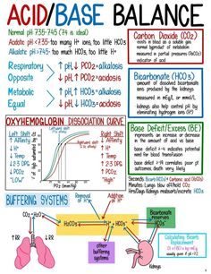 the diagram shows how acid / base balance works for different types of blood vessels and their functions