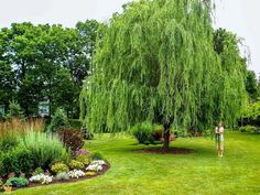 a man standing in the middle of a lush green field next to a large tree