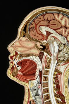 an image of the inside of a human head