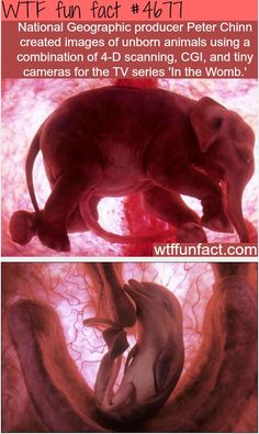 an elephant and its baby are shown in two different pictures, with the caption's description below