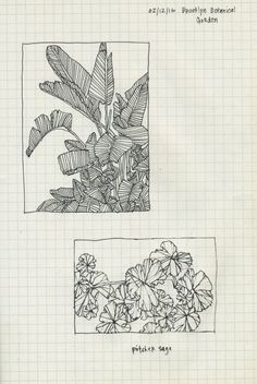 two drawings of plants on lined paper, one with leaves and the other with flowers