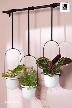 three potted plants are hanging on the wall with black iron bars and hooks,