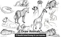 some animals that are drawn in pencil and on white paper with the title draw animals