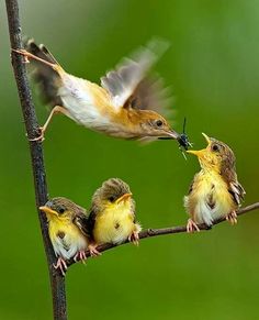 three small birds sitting on top of a tree branch with one bird eating from its mouth