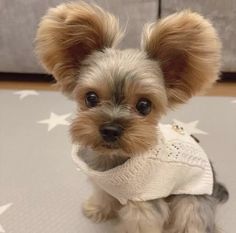 a small dog wearing a sweater on top of a bed