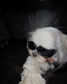 a small white dog with sunglasses on it's head laying down in the dark