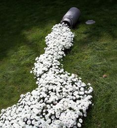 a bunch of white flowers laying on the ground next to a black barrel and trash can