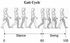 the stages of walking are shown in this diagram