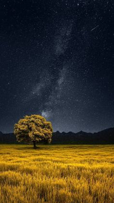 a lone tree in the middle of a field under a night sky filled with stars