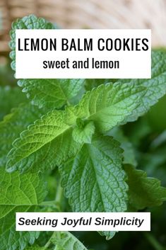 the words lemon balm cookies sweet and lemon on top of green leaves