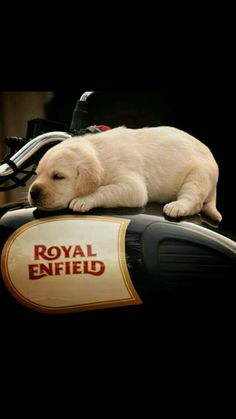 a puppy is sleeping on top of a motorbike with the royal enfield logo