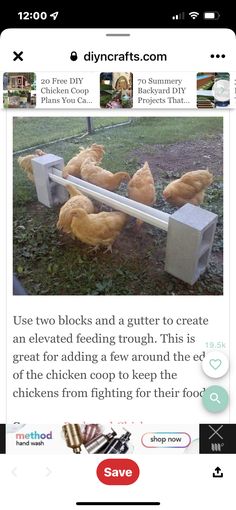 an image of some chickens eating out of a trough