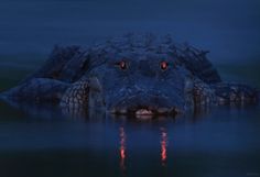 an alligator is submerged in the water with its head illuminated by bright red eyes and it's mouth open