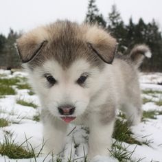 a puppy is standing in the snow outside