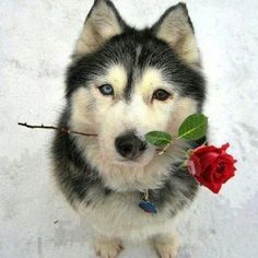 a husky dog holding a single red rose in its mouth and looking at the camera