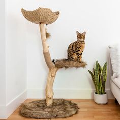 a cat sitting on top of a tree branch