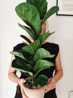 a woman holding a potted plant with large green leaves on it's head