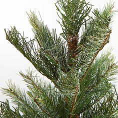 a close up of a pine tree with snow on it