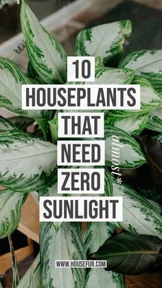 a houseplant plant with the words 10 houseplants that need zero sunlight