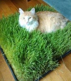 an orange and white cat laying on top of green grass in the middle of a wooden floor