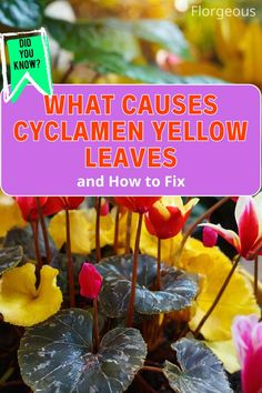 Cyclamen Yellow Leaves Why Is My Rubber Plant Dropping Leaves, Hibiscus Leaves Turning Yellow, Why Is My Monstera Turning Yellow, Why Are My Orchid Leaves Limp, Plant Leaves Turning Yellow, Spider Mites, Yellow Leaves, The Soil, Fix It