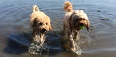 two dogs are playing in the water with a tennis ball on their back legs,