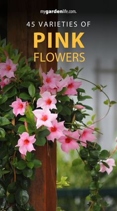 pink flowers growing on the side of a wooden pole with text overlay that reads, 45 varieties of pink flowers