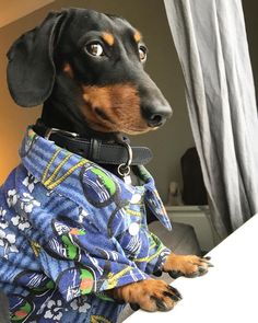 a dachshund dog wearing a blue shirt looking at the camera while sitting in front of a window