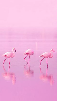 three flamingos are walking in the water on a foggy pink day with no one around them