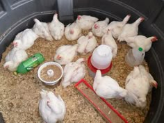 several chickens are in a bucket with some food on the floor and one is eating from a bottle