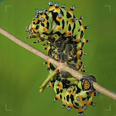 the caterpillars are all different colors and sizes on the branch, but they're very colorful