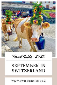 two cows with flowers on their heads walking down the street in front of a crowd