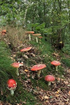 many red mushrooms growing on the side of a hill near some trees and leaves in the woods