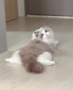 a fluffy white and grey cat laying on the floor