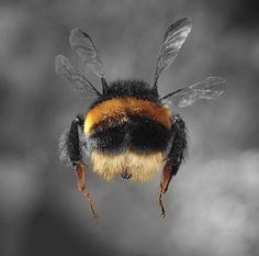 a close up of a bee on a black and white background, with the top part of its head visible