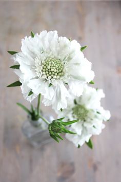 two white flowers are in a clear vase