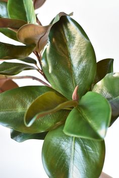 a close up of a plant with green leaves