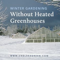 the words winter gardening without heated greenhouses are in front of an image of snow covered trees