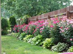 the flowers are blooming along the fence in the garden, and it's hard to tell what color they are