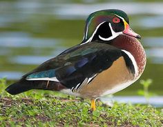 a colorful bird standing on the grass next to water and looking at something in the distance