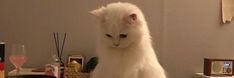 a white cat sitting on top of a counter next to a wine glass and bottle