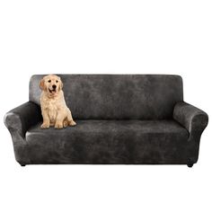 a dog sitting on top of a gray couch