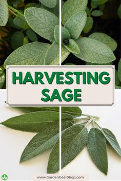 two images with the words harvesting sage on them and leaves in different stages of growth