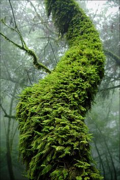 moss growing on the side of a tree