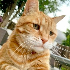 an orange cat sitting on top of a wooden table