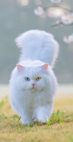 a white cat with blue eyes walking in the grass