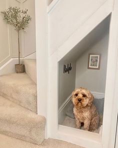 a small dog sitting in the doorway of a house next to stairs and a potted plant